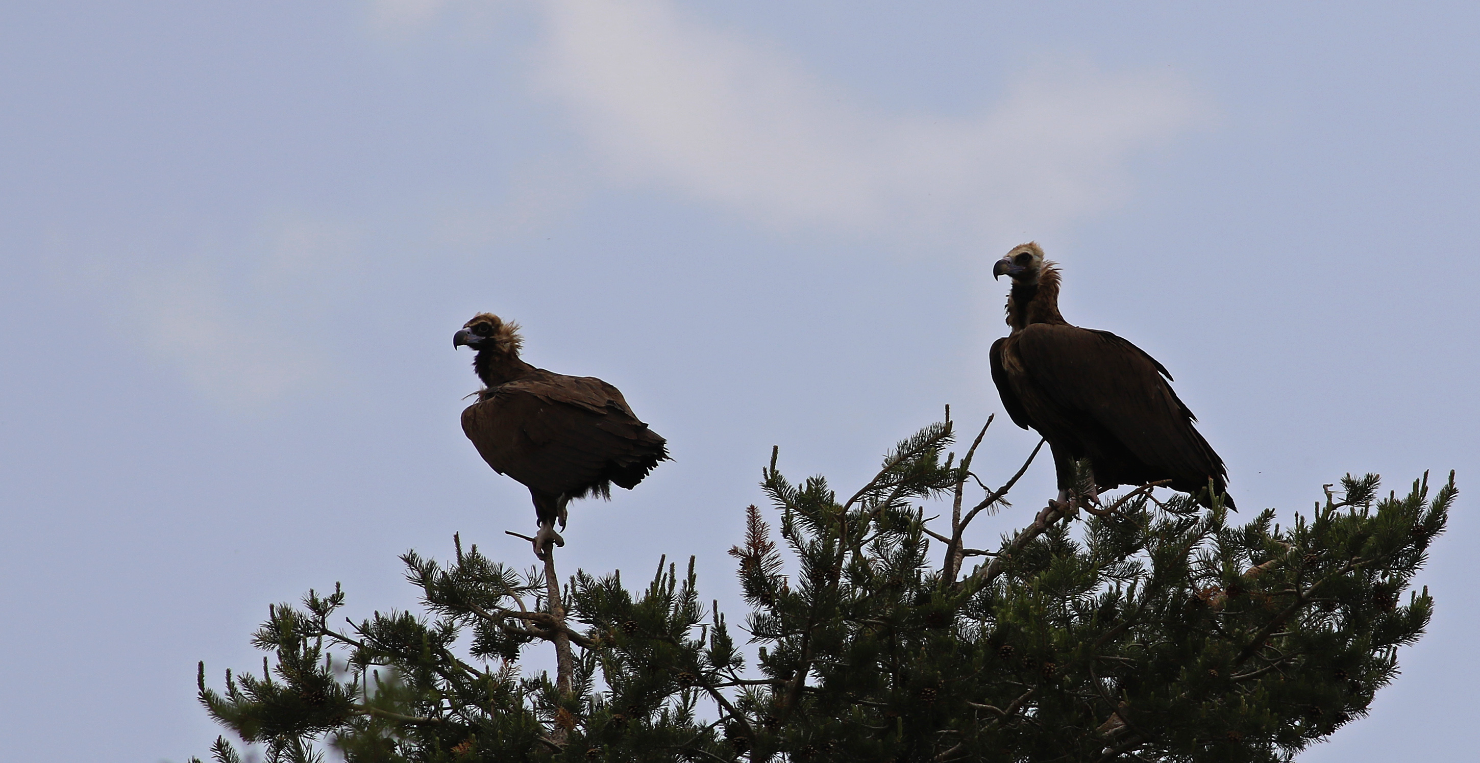 Cinereous Vulture